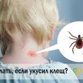 «Горячая линия» по профилактике клещевого энцефалита