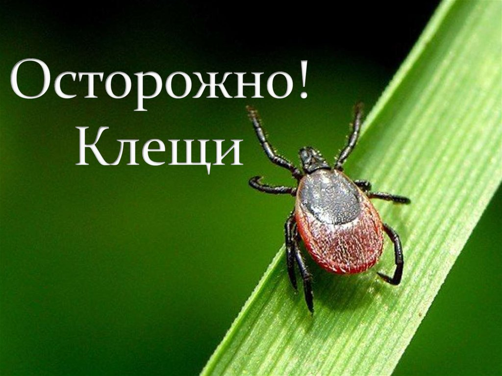 Профилактика заболеваний, передающихся с укусом клещей