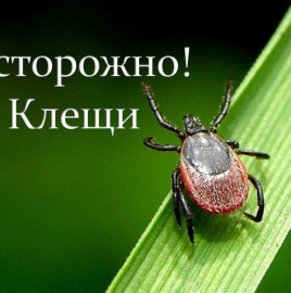Профилактика заболеваний, передающихся с укусом клещей