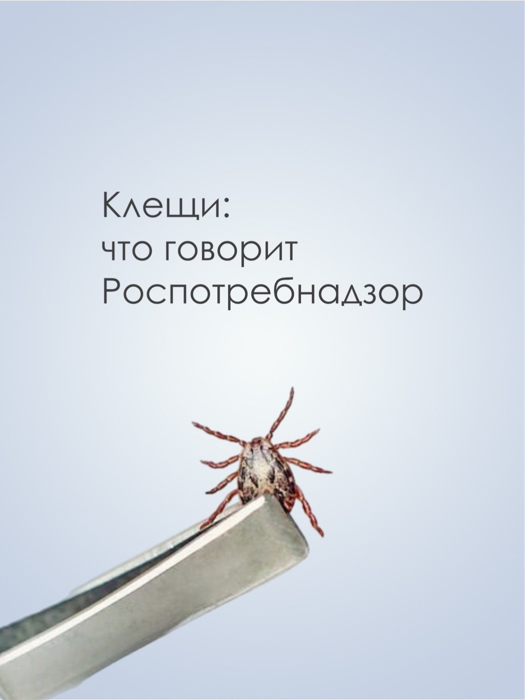 Второй пик активности клещей: о чем нужно помнить?
