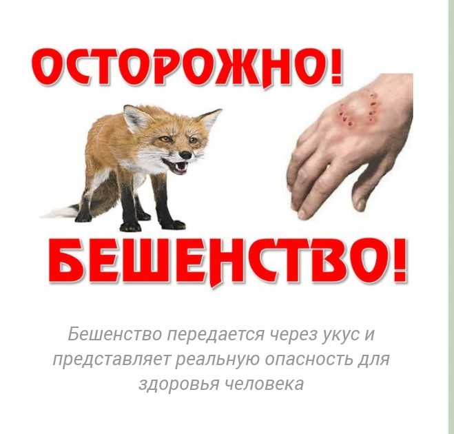 Профилактика бешенства