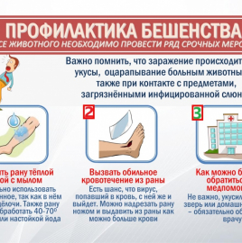 О мерах профилактики бешенства.