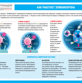 О принципах работы вакцины «ЭпиВакКорона»